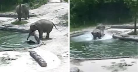 In This Breathtaking Scene Two Elephants Rush To The Pool To Rescue A