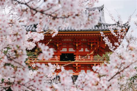 Travel Japan Where To See Cherry Blossoms In Kyoto Tokyo Weekender
