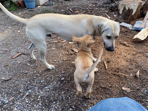 The Yellow Black Mouth Cur Northern California Black Mouth Curs