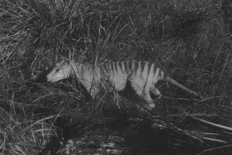 The thylacine was a marsupial related to kangaroos and is also known as the marsupial wolf or marsupial tiger. Tassie tiger in the grass - test | The Quest for Thylacoleo