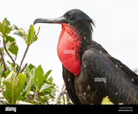 Male Frigate Bird With Red Gullet For Mating Season Stock Photo Alamy