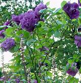 Blue Climbing Roses Pictures