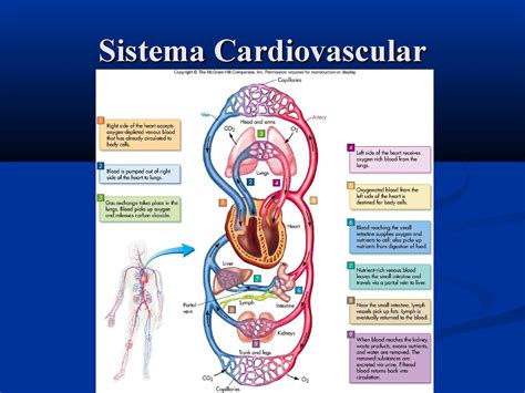 Calaméo Sistema Cardiovascular