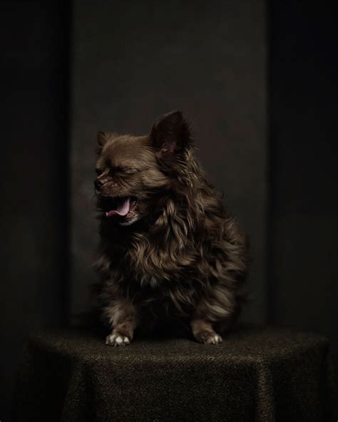 Expressive Animal Portraits Reveal Their Strong Human Emotions