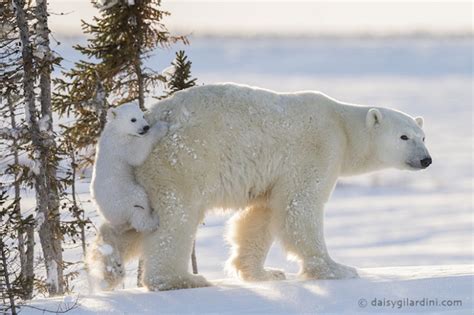 Brave Photographer Waits 117 Hours In Freezing Temperatures To Capture