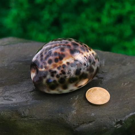 Black Sea Snail Natural Shell Conch Tiger Porphyry Map Golden Treasure