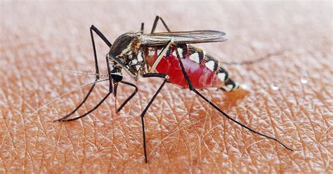 How ‘self Limiting Mosquitos Can Help Eradicate Malaria Wired