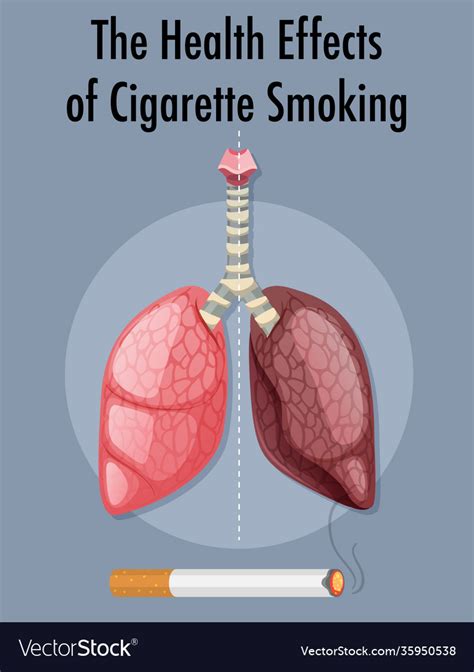 poster on health effects cigarette smoking vector image