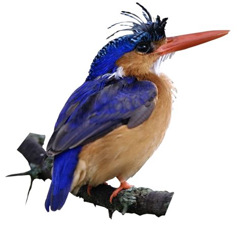Kingfisher Bird Png Transparent Images Png All