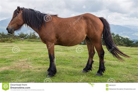 female pottok horse stock image image  clouds america