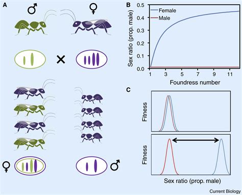 Evolution Conflict By The Sexes For The Sexes Current Biology