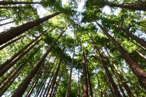 Los Hermosos Bosques De Secuoyas Gigantes En California Las Mejores