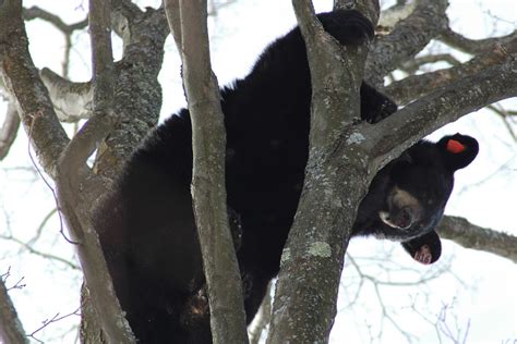 Backyard Beasts Black Bear Den Visits
