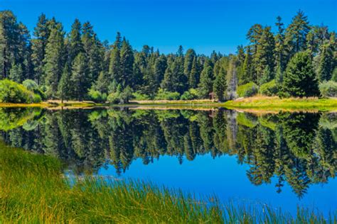 Royalty Free San Bernardino National Forest Pictures Images And Stock