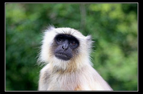 One Eyed Monkey India Travel Forum