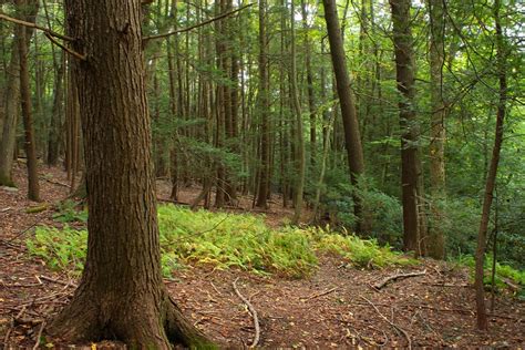 Free Picture Wood Tree Nature Grass Trees Forest Plant Summer