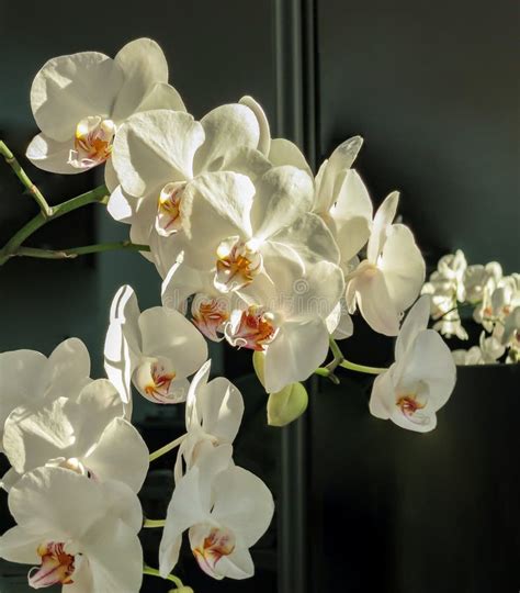 Luxurious Branches Of White Phalaenopsis Orchid Flower Phalaenopsis
