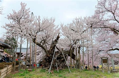 When Sakura Blooms In Japan 2019 Photos Of Cherry Blossoms In Tokyo