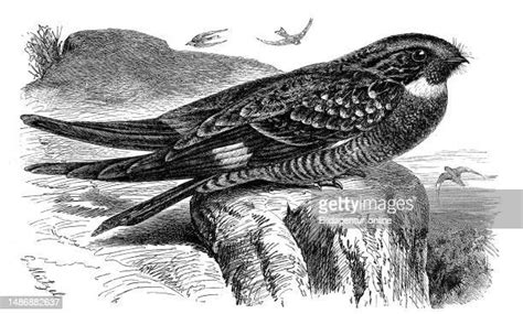 Nighthawk Bird Photos And Premium High Res Pictures Getty Images