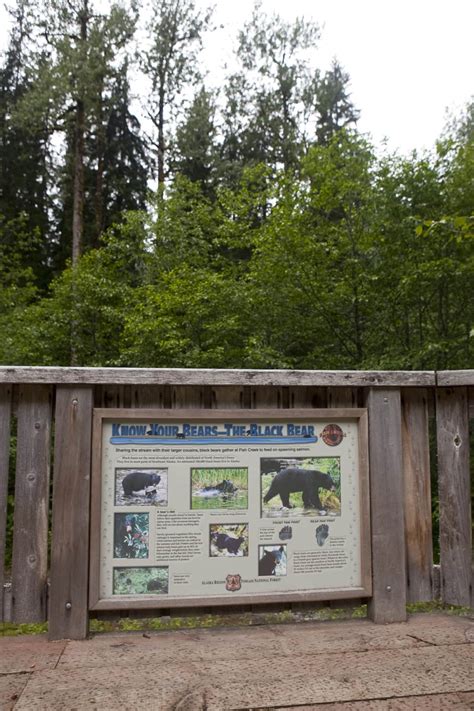 Bear Watching At Fish Creek Wildlife Observation Site In Hyder Alaska