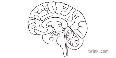 Cerebro Diagrama Ciencia Organ Ks4 Blanco Y Negro Illustration Twinkl