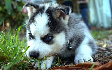Baby Husky Wallpapers Top Free Baby Husky Backgrounds Wallpaperaccess