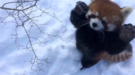 Red Pandas Play In The Snow