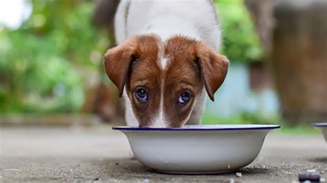 Check spelling or type a new query. According To FDA, Dog Heart Disease May Be Linked To Grain ...