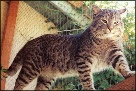 Wilfred Carroll Trending Lynx Cat Domestic Hybrid