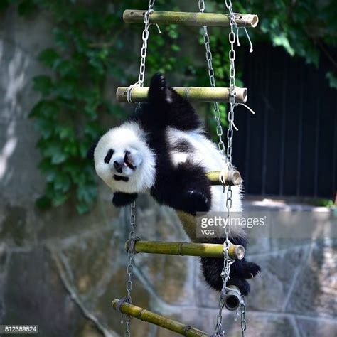 One Of The Twin Giant Pandas Plays During The Twins 1 Year Old News