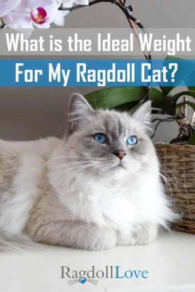 47 Weight Ragdoll Cat Size Chart Furry Kittens