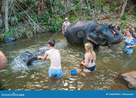 washing elephant in the river editorial photo image of elephant person 144509036