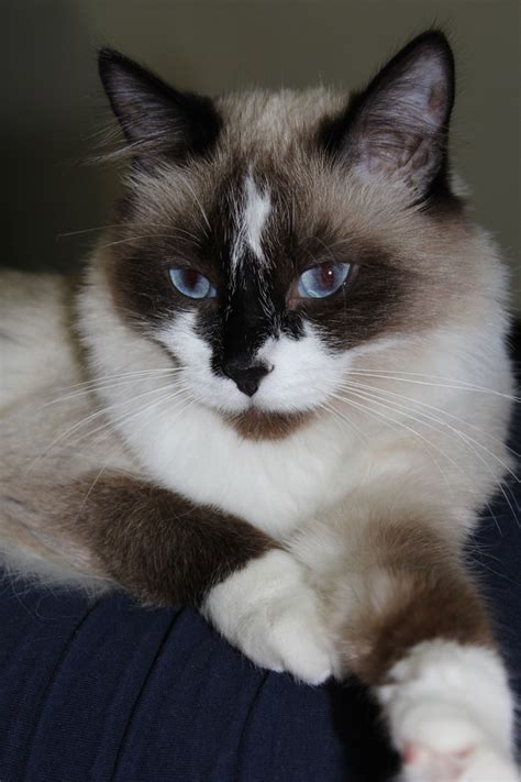 21 Best Gato Snowshoe Images On Pinterest Kittens Siamese Cat And