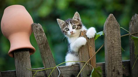 Black White Cat Kitten Is Sitting On Top Of Wood Fence In Blur Green