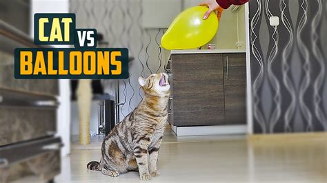 Cat Vs Balloons Cat Plays With Balloons Youtube