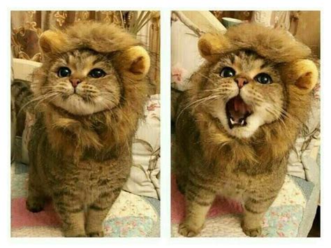 I Am Lion Hear Me Roar Via Aww On September 24 2018 At 06