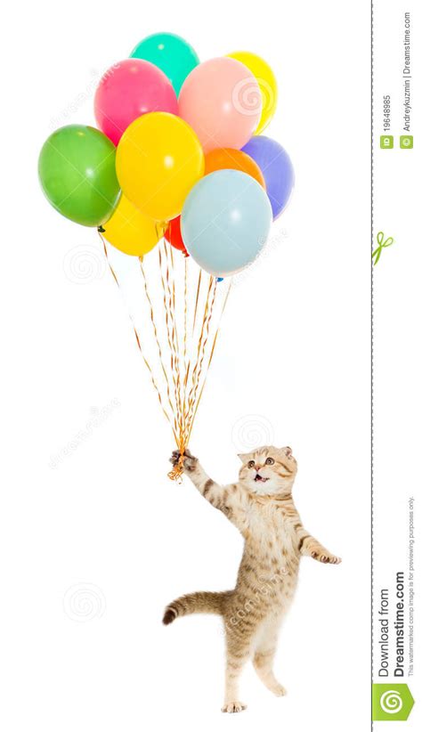Kitten Or Cat With Colorful Balloons Isolated Stock Image