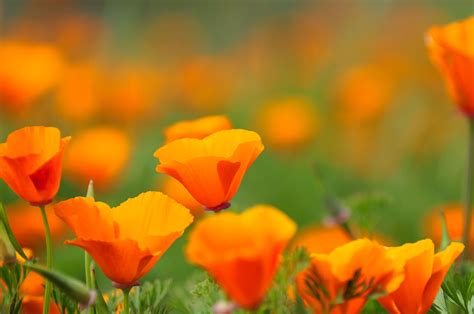 A selection of indigenous orange coloured flowering plants known to inject happiness and moral into the garden and landscapes. Different Types of Orange Flowers