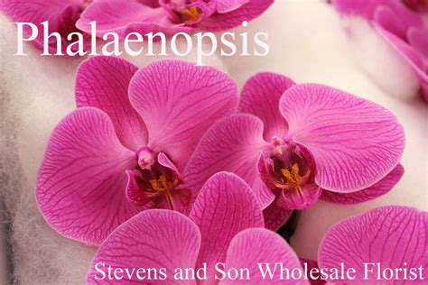 Tropical Flowers Stevens And Son Wholesale Florist
