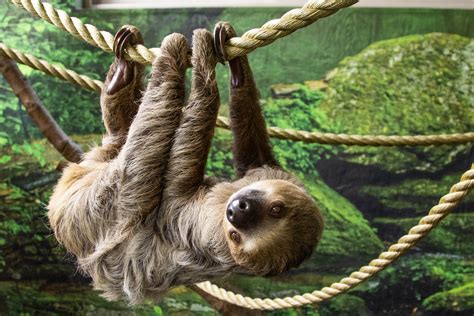 International Sloth Day Celebrating Sloths And Their Conservation