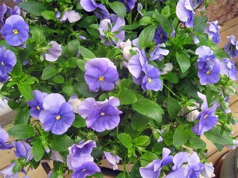 Pansies Matrix Light Blue Viola × Wittrockiana Viola Trico Flickr