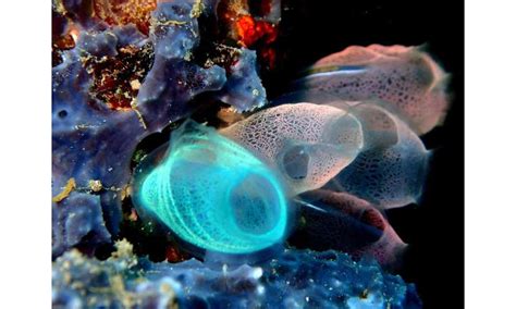 Analysis Of Sea Squirt Embryo Reveals Key Molecules In Dopaminergic