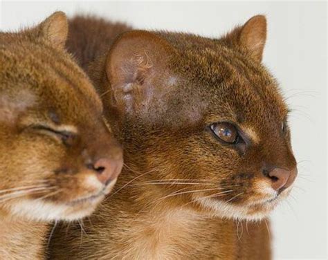 Jaguarundi Curl Vs Bengal Breed Comparison Mycatbreeds