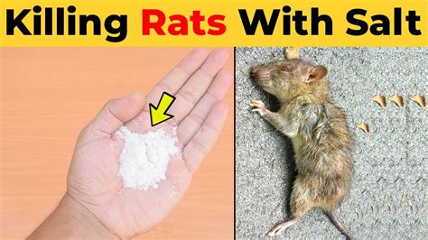 Killing Rats With Salt What Kills Rats Instantly Home Remedies