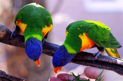 Free Images Bird Wildlife Green Beak Color Fauna Lorikeet