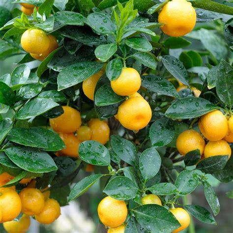 Buy Citrus Trees Online Fruit Trees Garden Goods Direct