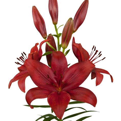 Red Asiatic Lily La Hybrid Bulbs For Sale Online Corleone Easy To