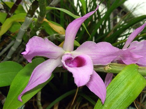 List Of Dendrobium Species Wikipedia
