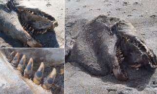 New Zealand Sea Monster Mysterious 30 Foot Rotting Carcass Found On
