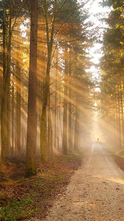 Endless Path In The Sunny Forest 4k Ultrahd Wallpaper